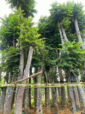 Lát Hoa công trình cao hơn 5m, thân thẳng đẹp