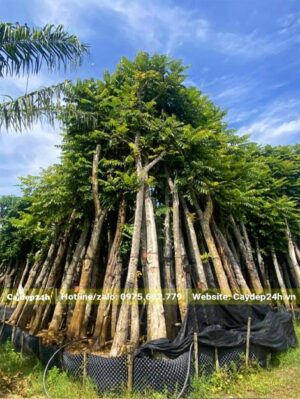 Hàng trăm cây gỗ Lát công trình xếp thành đống lớn