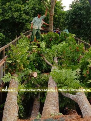 Hơn chục cây Lát Hoa đường kính gốc 25 - 30cm