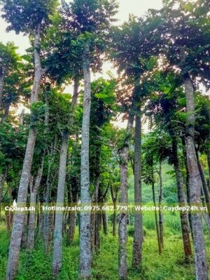 Thân cây thẳng tắp, đường kính 15cm đo cách gốc 1m