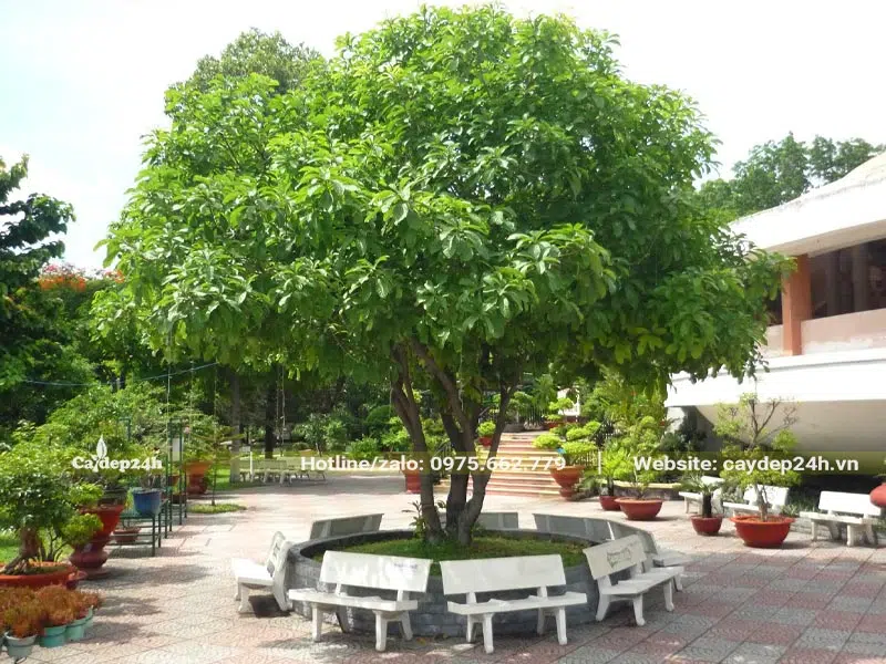 Cây Lộc Vừng trồng lấy bóng mát cho sân vườn