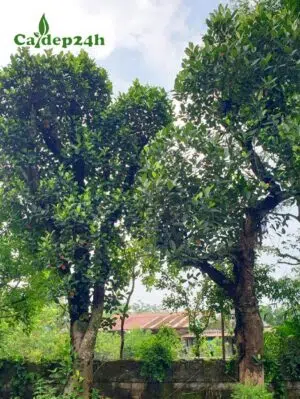 Cây Mít lâu năm, đã dâm ủ, tay cành đẹp, đường kính gốc 20cm