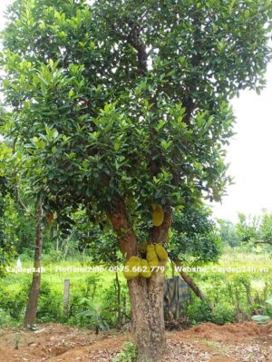 Mít cổ thụ dâm ủ đang ra quả