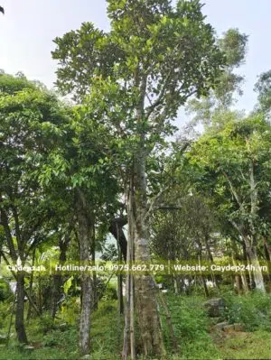 Mít đại thụ cao gần 8m, đường kính thân 30cm đo cách gốc 1m