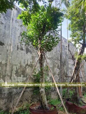 Mít dâm ủ hơn 1 năm được chống cọc cẩn thận