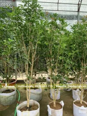 Cây cao 1m, trồng sẵn trong bầu từ nhỏ