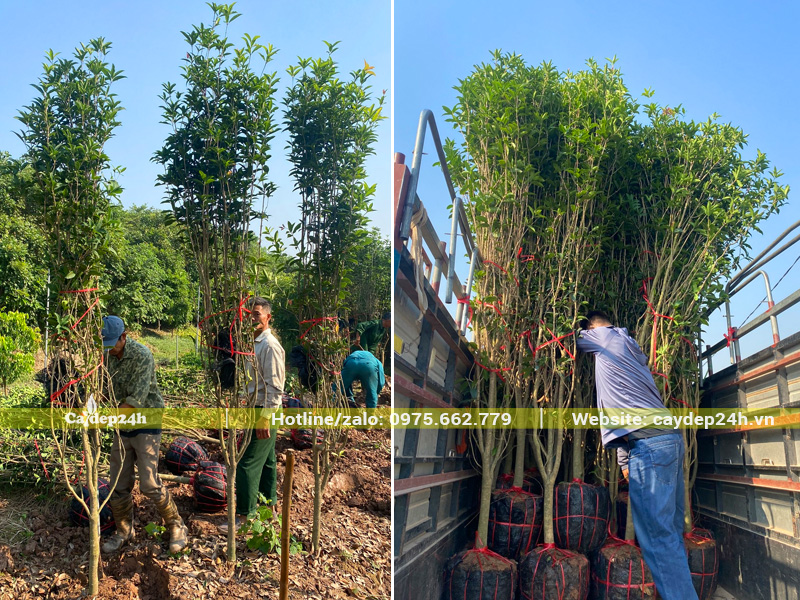 Bứng số lượng lớn cây hoa mộc hương ta trưởng thành, chiều cao 2.5m