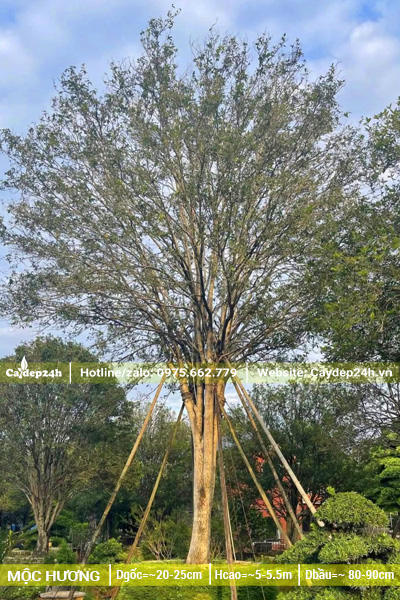 Mộc gốc cây Mộc Hương Trung Quốc bề thế, đường kính gốc khoảng 25cm