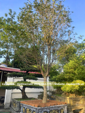 Cây đã lên chậu, thoát trụ khoảng 70 - 80cm