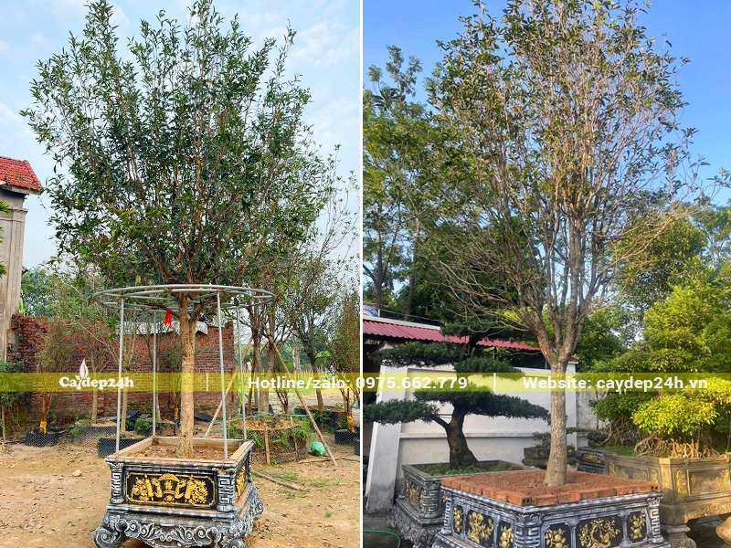 Cây hoa Mộc Hương ta trồng chậu siêu đẹp, thoát trụ 70 - 80cm, chiều cao tổng khoảng 2.5 - 3m
