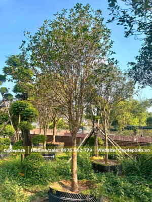 Cây mộc hương ta cao 2m, đang dưỡng trong bầu nổi