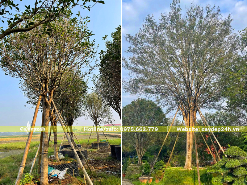 Bán cây Mộc Hương Tàu cổ thụ vanh gốc từ 60 - 80cm
