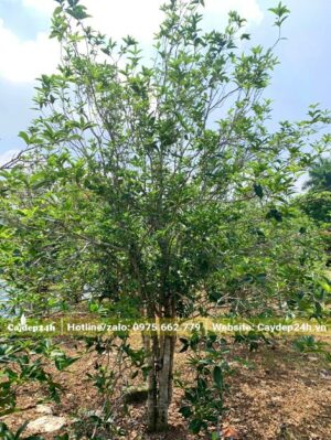 Mộc Hương lâu năm có bộ tán đẹp, cây bụi nhiều thân, đường kính gốc khoảng 8cm