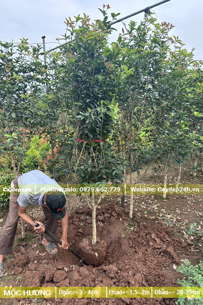 Đánh bầu cây mộc hương mới lớn, đường kính gốc 3 - 4cm