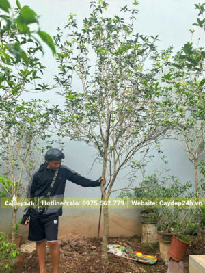 Cây Mộc Hương ta hoa vàng lâu năm, chiều cao 3.2m