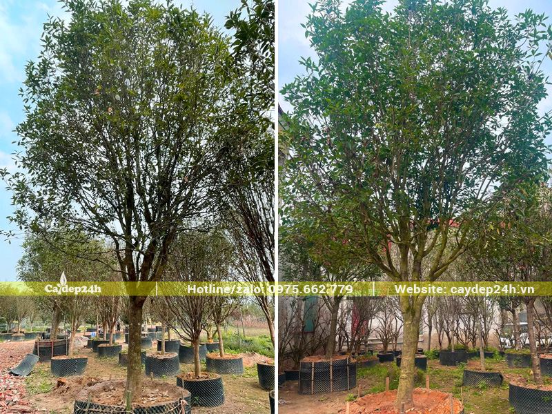 Những gốc mộc hương cổ thụ tán đẹp, chiều cao khoảng 4m