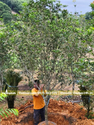 Thợ vườn đang bứng bầu một gốc Mộc Hương ta lâu năm, đường kính gốc 7 - 8cm