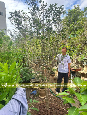 Cây hoa mộc ta vanh gốc 29cm, cao khoảng 3m
