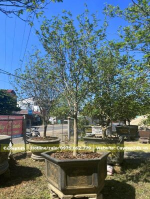 Mộc Hương trồng chậu cảnh, chiều cao hơn 2m chưa tính chậu