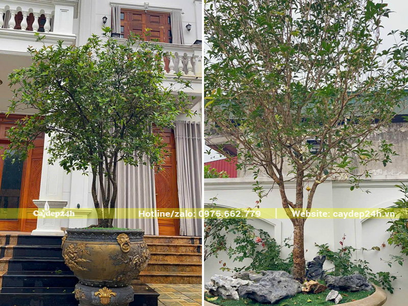Chậu cây hoa mộc hương trồng trước nhà biệt thự