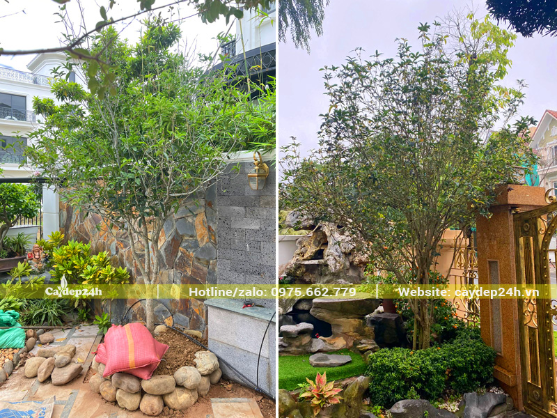 Chọn kích thước cây theo diện tích không gian sân vườn