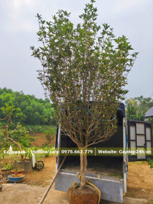 Xếp cây Mộc Hương cao hơn 3m lên xe tải thùng