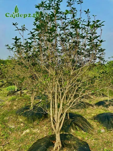 Cây Mộc Hương ta cao 2,5m dâm ủ nhiều năm