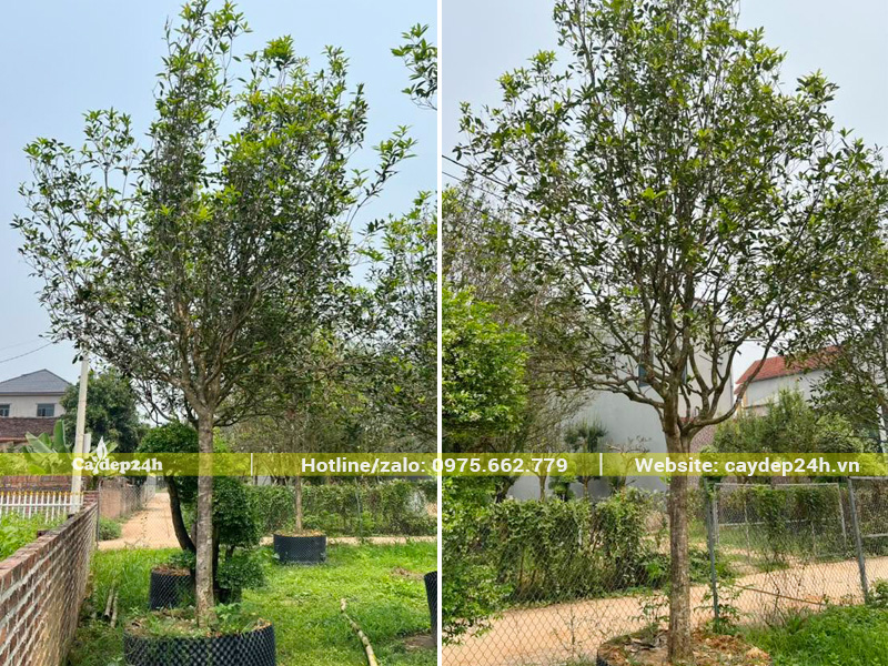 Những gốc cây mộc hương ta cao gần 3m, đã dưỡng ủ hơn 2 năm