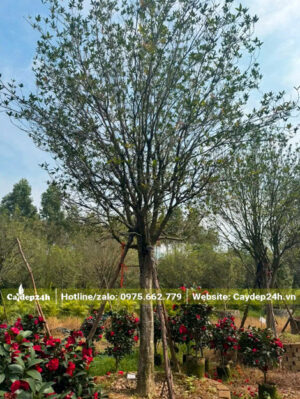 Cây hoa mộc hương thoát thân cao 1m2, chiều cao tổng thể khoảng 3m