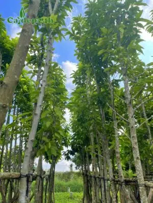 Hàng cây Ngọc Lan công trình đã tỉa tay cành, chăm dưỡng trong bầu