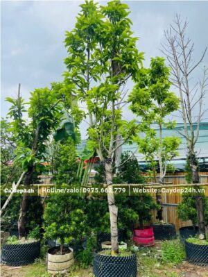 Cây dâm ủ vẫn giữ nguyên bộ khung tán đẹp