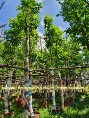 Cây dưỡng ủ trên 6 tháng, thân thẳng, thoát cao hơn 2m