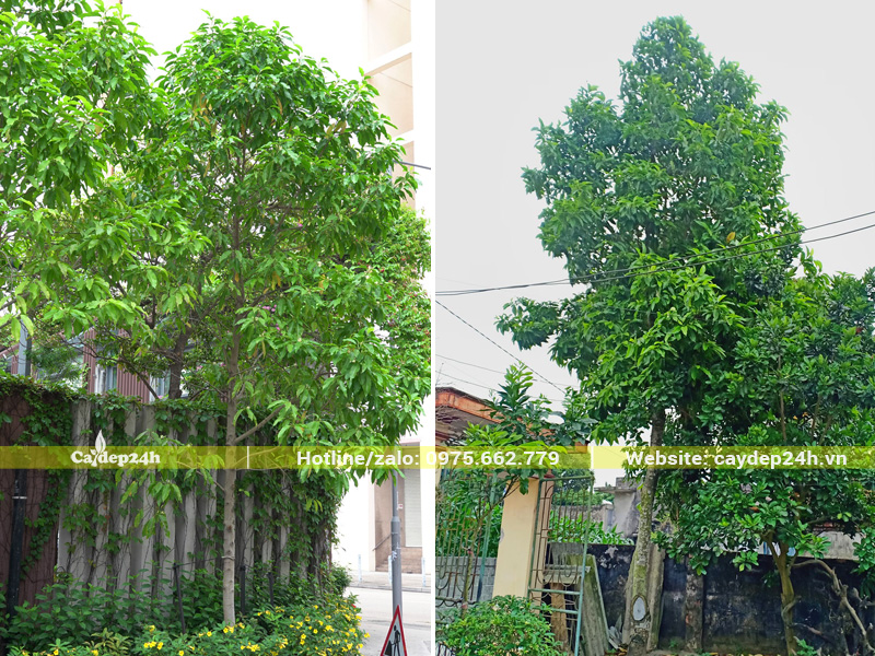 Trồng cây ngọc lan quanh khu đô thị, trong sân vườn tạo không gian xanh mát, trong lành