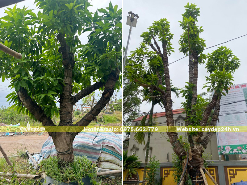 Cây ngọc lan cổ thụ dành cho các công trình tâm linh
