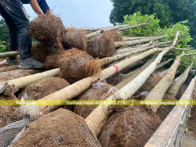 Bộ rễ và thân của những cây ngọc lan đã dâm ủ, đường kính gốc khoảng 13 - 15cm