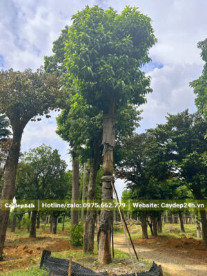 Ngọc lan trắng đại thụ, cao khoảng 6 - 7m