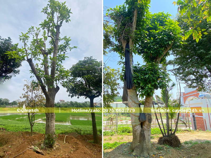 Hàng đại thụ đường kính gốc từ 30 - 50cm