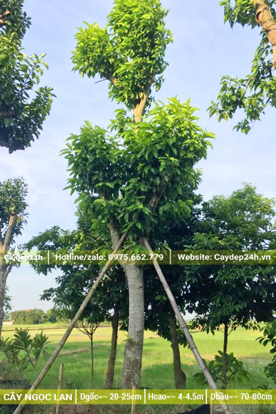 Ngọc Lan trắng đường kính gốc từ 20cm, cao hơn 4m