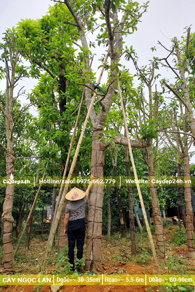 Cây ngọc lan cổ thụ đã dưỡng ủ kỹ, cao hơn 5m, đường kính gốc hơn 30cm