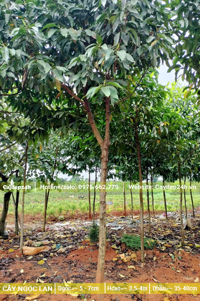 Vườn nuôi trồng cây ngọc lan trắng số lượng lớn tại Văn Giang (Hưng Yên)