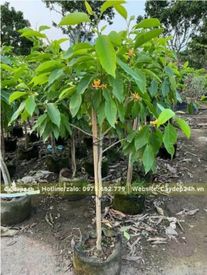 Cây Ngọc Lan hoa vàng cao hơn 1m đã bắt đầu ra hoa