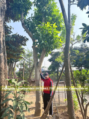 Những gốc ngọc lan lớn, vanh từ 120cm tại vườn dưỡng ở Hưng Yên