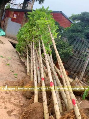 Gần 20 cây ngọc lan dâm ủ lâu năm, thân thẳng tắp được tập kết tại công trình