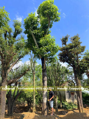 Đo kích thước cây ngọc lan cổ thụ cho khách hàng ở Tây Ninh