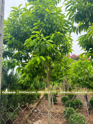 Cây cao hơn 3m, tán đều và đẹp, lá ra to và xanh mướt