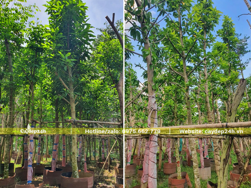 Vườn dưỡng ngọc lan công trình trong bầu nổi, chiều cao cây đồng đều khoảng 4.5m