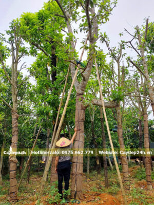 Gốc ngọc lan vanh 100cm đã dưỡng ủ nhiều năm