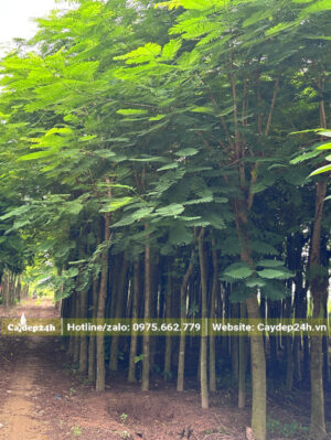 Vườn cây phượng vĩ công trình chiều cao đồng đều khoảng 5m