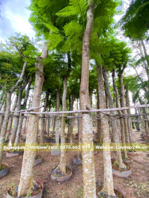 Cây phượng vĩ đẹp, thoát thân hơn 3m, đường kính gốc 20cm