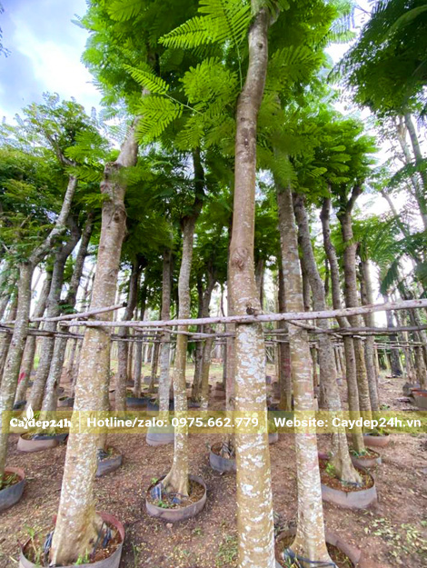 Cây phượng vĩ đẹp, thoát thân hơn 3m, đường kính gốc 20cm